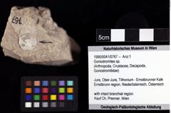 Foto (Objket + Etiketten) von Goniodromites sp. 